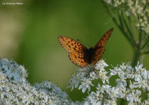 Gartengestaltung: Der Garten ist auch eine wichtig Lebensgrundlage für Insekten und Schmetterlinge