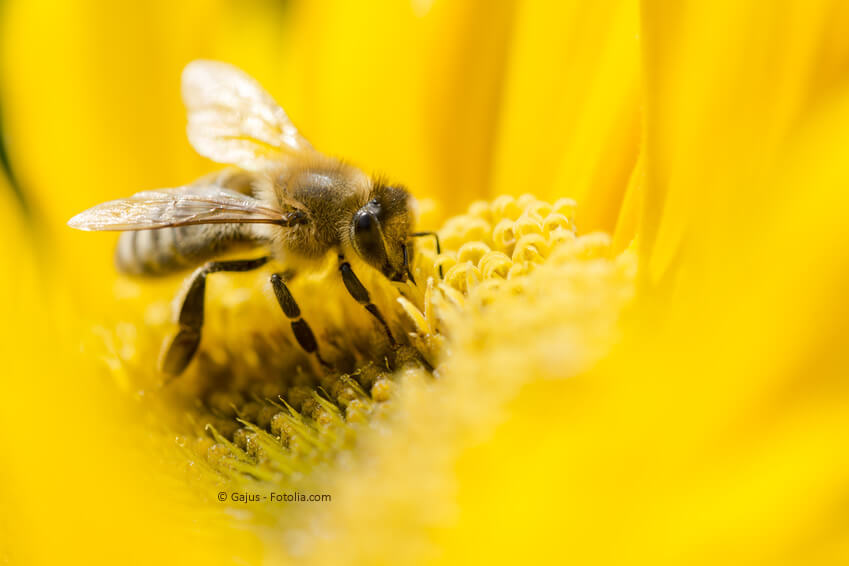 Dank den richtigen Pflanzen überleben nicht nur die Bienen