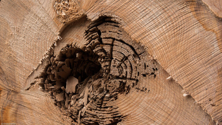Der Schweizer Wald: Baurohstoff Holz