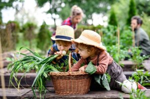 Biologischer Gartenbau fördert geschmacksvolle und gesundes Gemüse