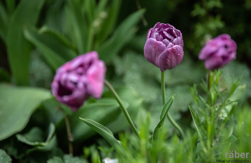 Tulpen im eigenen Garten: Blumenpracht mit Andacht