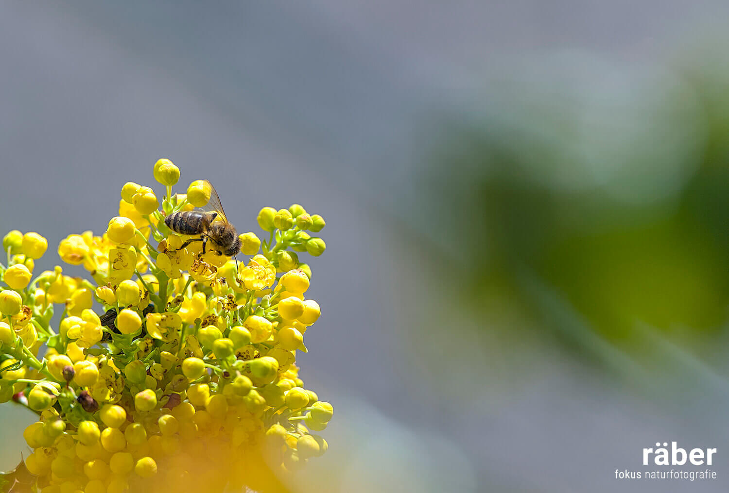 Biodiversität: damit Insekten leben und sich die Natur selbst versorgen kann