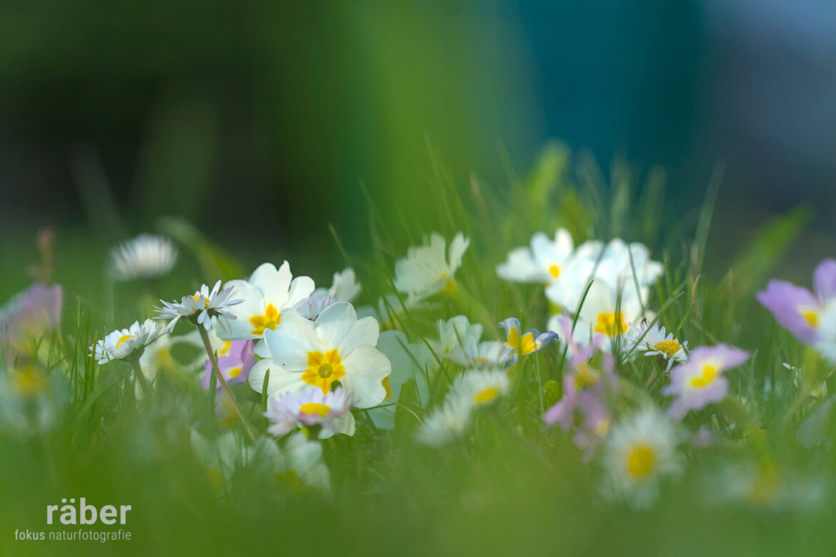 Fröhliche Frühlingsblumen im Rasen.