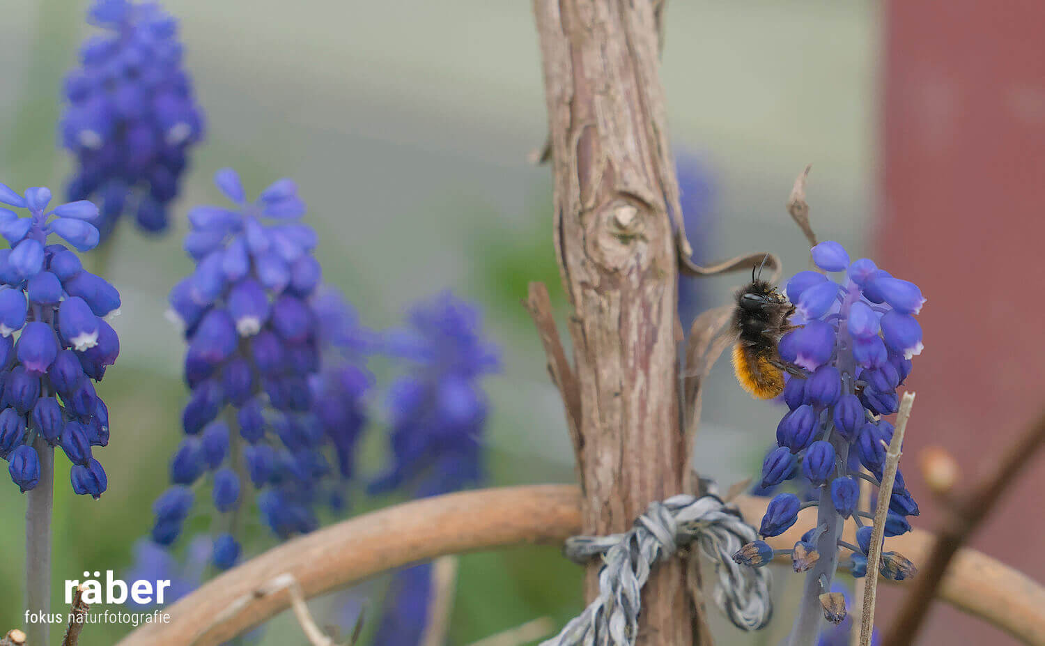Vielfalt im Garten: eine gehörnte Mauerbiene ist zu Besuch.