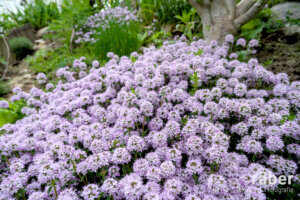 Feld-Thymian (Thymus serphyllum): pflegeleichte Bodendeckerplanze und Insektenweide