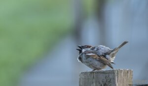Die Spatzenpopulation nimmt schweizweit ab.